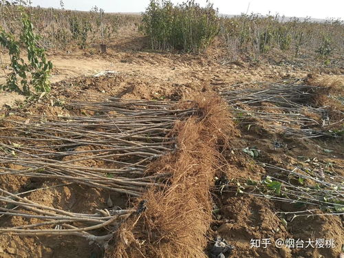 櫻桃樹種植全攻略 關(guān)注渠道、樹苗購(gòu)買與種植技術(shù)咨詢指南