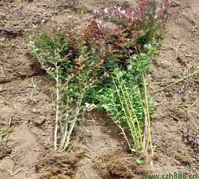 紅葉小檗 觀賞與綠化的優選苗木