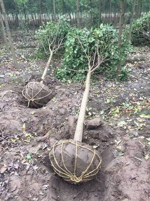 高桿女貞種植全攻略 最佳季節(jié)、苗木選擇與技術(shù)要點(diǎn)