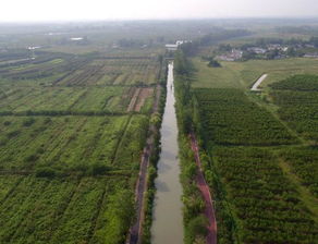 技術(shù)賦能，花木產(chǎn)業(yè)迎變革 苗木種植生產(chǎn)技術(shù)或迎新升級(jí)