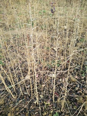 杜梨苗市場(chǎng)行情概覽與種植技術(shù)全解析