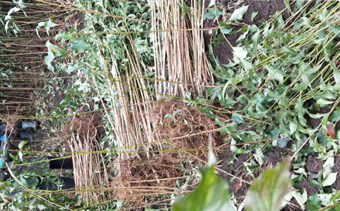 四川綿陽(yáng)李子苗基地 正宗李子樹苗品種與報(bào)價(jià)全解析