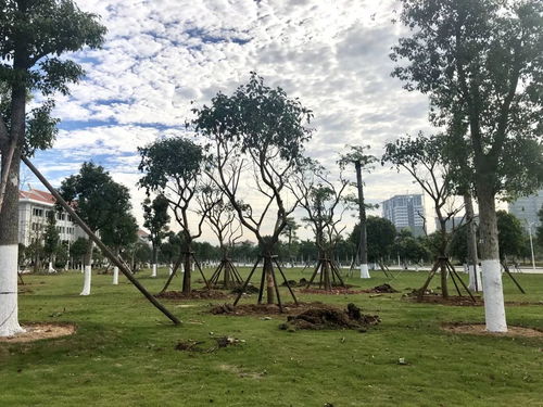 以?shī)^斗之姿 育生態(tài)之美——翔安校區(qū)圓滿完成會(huì)展片區(qū)苗木移植工作紀(jì)實(shí)