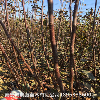 梨樹苗高效種植與管理技術(shù)詳解